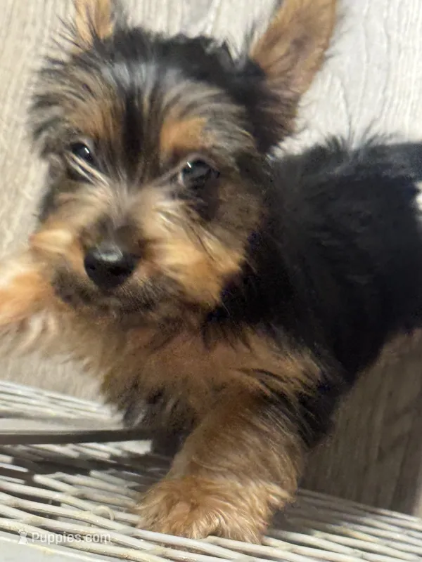 Hannah – Silky Terrier puppy for sale in Aurora, CO
