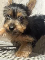 Hannah, a female Silky Terrier for sale in Aurora, CO – 1 of 4