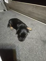 Tomboy, a male Yorkipoo for sale in Lithonia, GA – 4 of 4
