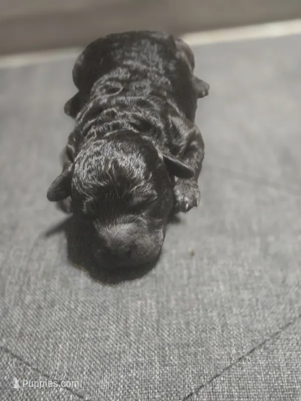Tootsie Roll – Maltipoo puppy for sale in Lithonia, GA