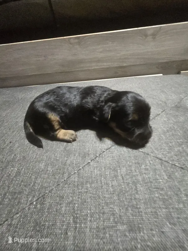 Tomboy – Yorkipoo puppy for sale in Lithonia, GA