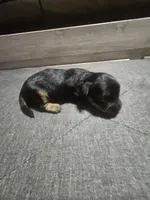 Tomboy, a male Yorkipoo for sale in Lithonia, GA – 1 of 4