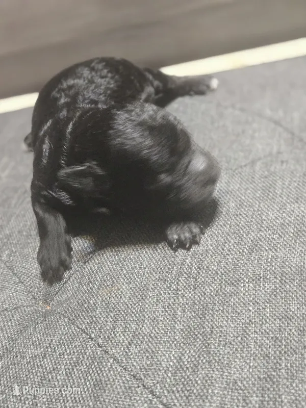 Lil pine – Maltipoo puppy for sale in Lithonia, GA