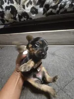 Tomboy, a male Yorkipoo for sale in Lithonia, GA – 2 of 4