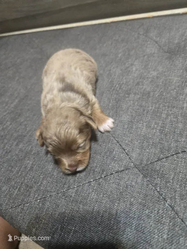 Pancake – Yorkipoo puppy for sale in Lithonia, GA