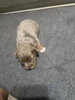 Pancake, a male Yorkipoo for sale in Lithonia, GA – 1 of 4