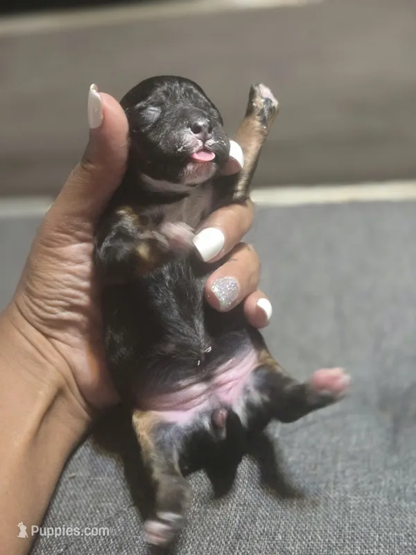 Dirty Diana – Maltipoo puppy for sale in Lithonia, GA