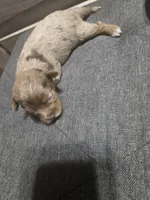 Pancake, a male Yorkipoo for sale in Lithonia, GA – 3 of 4