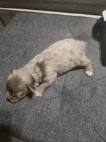 Pancake, a male Yorkipoo for sale in Lithonia, GA – 4 of 4