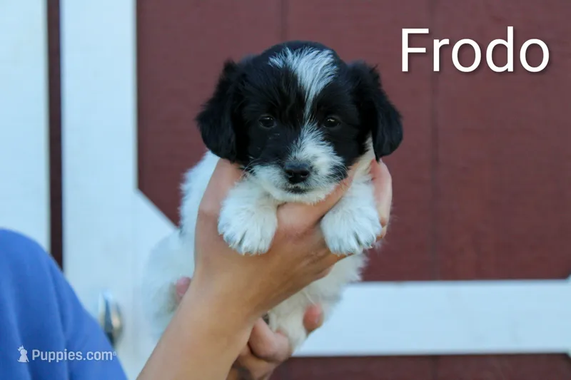 Frodo – Poodle - Toy , Toy Australian Shepherd puppy for sale in Clarkston, UT