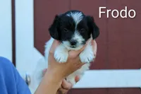 Frodo, a male Poodle - Toy  and Toy Australian Shepherd for sale in Clarkston, UT – 1 of 2