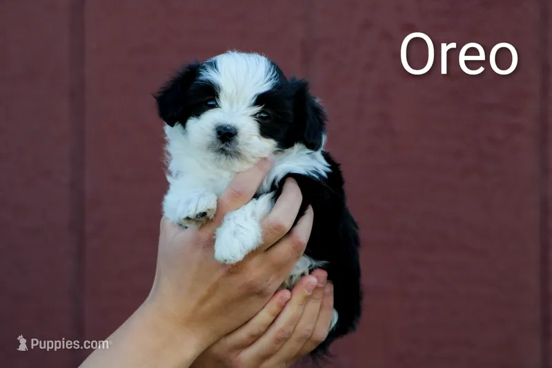 Oreo – Poodle - Toy , Toy Australian Shepherd puppy for sale in Clarkston, UT
