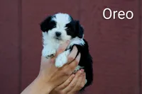 Oreo, a female Poodle - Toy  and Toy Australian Shepherd for sale in Clarkston, UT – 1 of 1