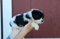 Frodo, a male Poodle - Toy  and Toy Australian Shepherd for sale in Clarkston, UT – 2 of 2