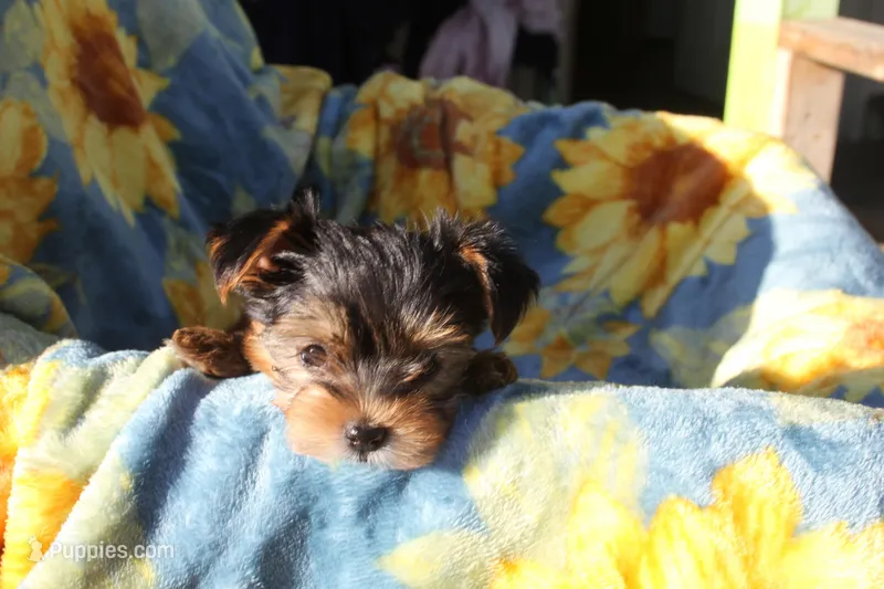 Bell – Yorkshire Terrier puppy for sale in Kempner, TX