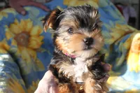 Bell, a female Yorkshire Terrier for sale in Kempner, TX – Photo 3 of 6