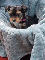 Bell, a female Yorkshire Terrier for sale in Kempner, TX – Photo 6 of 6