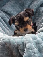 Bell, a female Yorkshire Terrier for sale in Kempner, TX – Photo 5 of 6