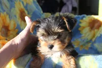 Bell, a female Yorkshire Terrier for sale in Kempner, TX – Photo 4 of 6