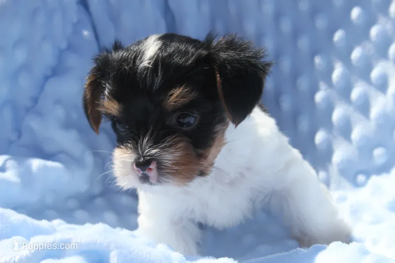 Gizmo – Yorkshire Terrier puppy for sale in Kempner, TX
