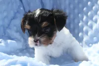 Gizmo, a male Yorkshire Terrier for sale in Kempner, TX – 1 of 6