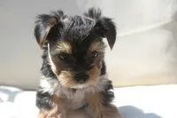 Milo, a male Yorkshire Terrier for sale in Kempner, TX – 7 of 8