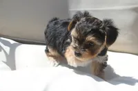 Milo, a male Yorkshire Terrier for sale in Kempner, TX – 3 of 8