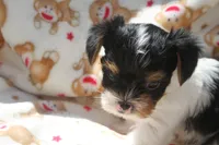 Gizmo, a male Yorkshire Terrier for sale in Kempner, TX – 6 of 6