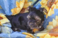 Bo, a female Yorkshire Terrier for sale in Kempner, TX – Photo 1 of 4