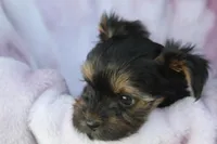 Bo, a female Yorkshire Terrier for sale in Kempner, TX – Photo 4 of 4