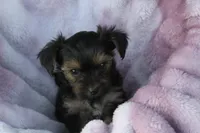 Bo, a female Yorkshire Terrier for sale in Kempner, TX – Photo 3 of 4