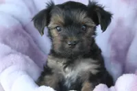 Bo, a female Yorkshire Terrier for sale in Kempner, TX – Photo 2 of 4