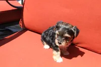 Milo, a male Yorkshire Terrier for sale in Kempner, TX – 6 of 8