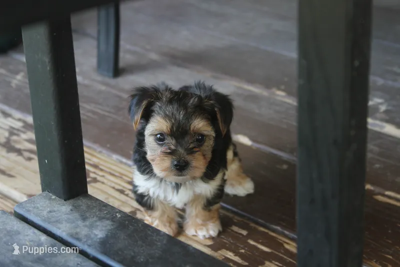 Milo – Yorkshire Terrier puppy for sale in Kempner, TX