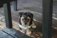 Milo, a male Yorkshire Terrier for sale in Kempner, TX – 1 of 8
