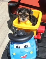 Milo, a male Yorkshire Terrier for sale in Kempner, TX – 8 of 8