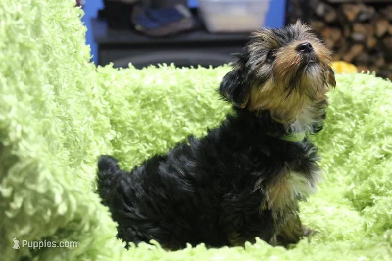 Dixie – Yorkshire Terrier puppy for sale in Kempner, TX