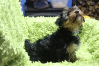 Dixie, a female Yorkshire Terrier for sale in Kempner, TX – Photo 1 of 3