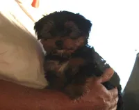 Dixie, a female Yorkshire Terrier for sale in Kempner, TX – Photo 2 of 3