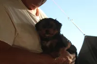 Dixie, a female Yorkshire Terrier for sale in Kempner, TX – Photo 3 of 3