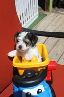 Bently, a male Yorkshire Terrier for sale in Kempner, TX – 5 of 6