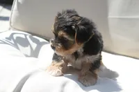 Milo, a male Yorkshire Terrier for sale in Kempner, TX – 4 of 8