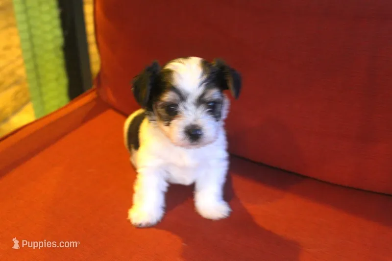Bently – Yorkshire Terrier puppy for sale in Kempner, TX