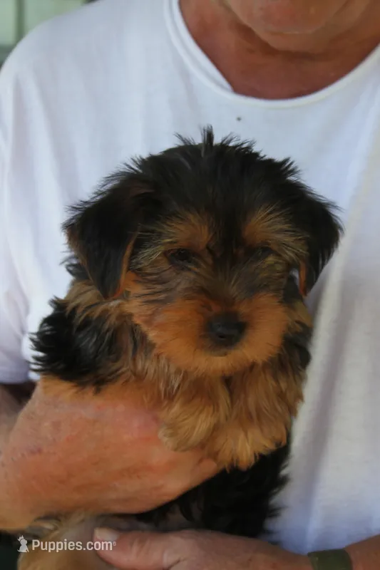 Tess – Yorkshire Terrier puppy for sale in Bonne Terre, MO
