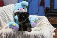 Buster, a male Yorkshire Terrier for sale in Kempner, TX – Photo 2 of 4