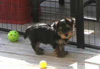 Buster, a male Yorkshire Terrier for sale in Kempner, TX – Photo 7 of 8