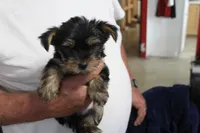 Buster, a male Yorkshire Terrier for sale in Kempner, TX – Photo 4 of 4