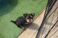 Buster, a male Yorkshire Terrier for sale in Kempner, TX – Photo 4 of 8