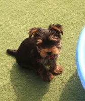 Buster, a male Yorkshire Terrier for sale in Kempner, TX – Photo 5 of 8