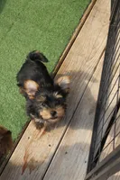 Buster, a male Yorkshire Terrier for sale in Kempner, TX – Photo 6 of 8